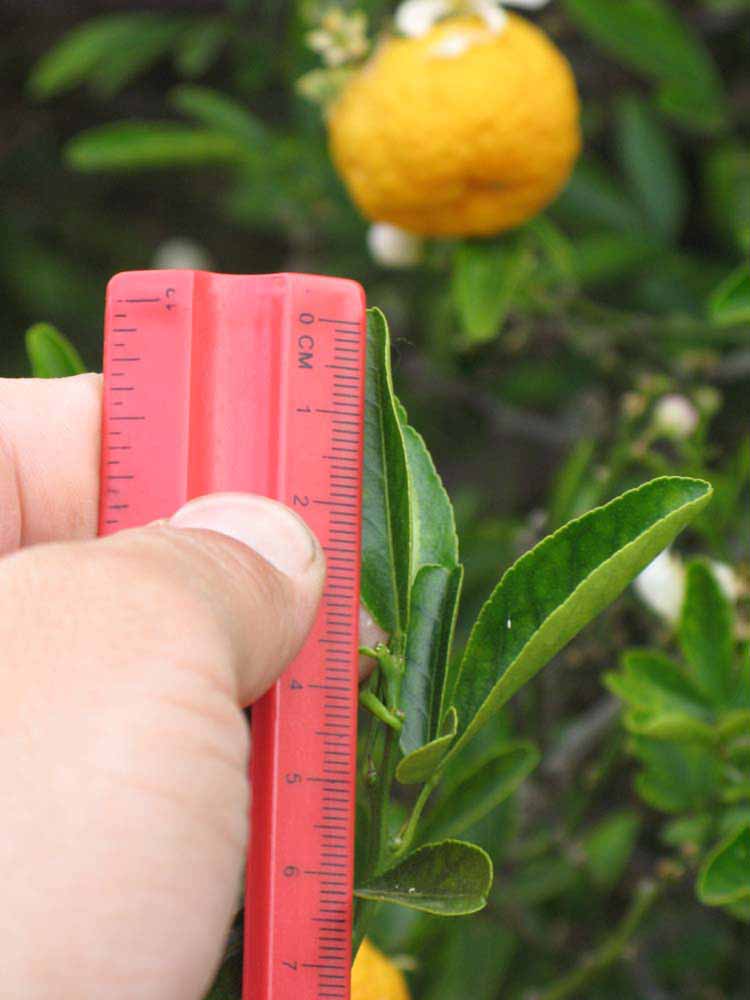            Unifoliolate leaf (Riverside, CA)   